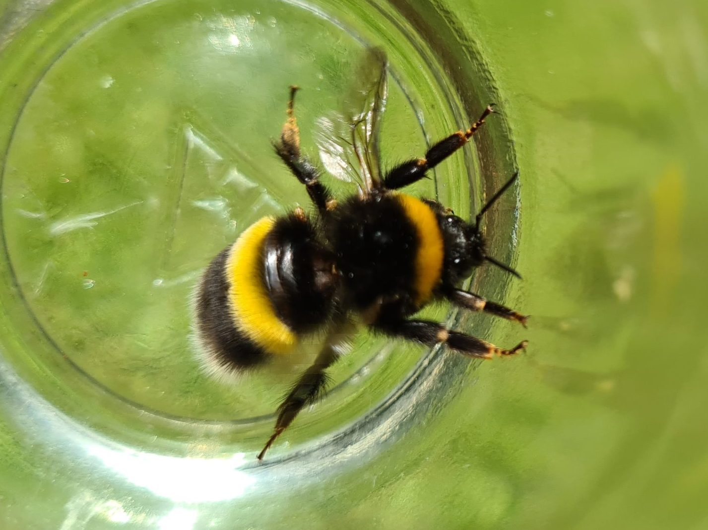 Čmeláci PLUS - Čmelák zemní  (Bombus terrestris) - matka (queen )- Foto Ondřej Hercog 18 07 2021