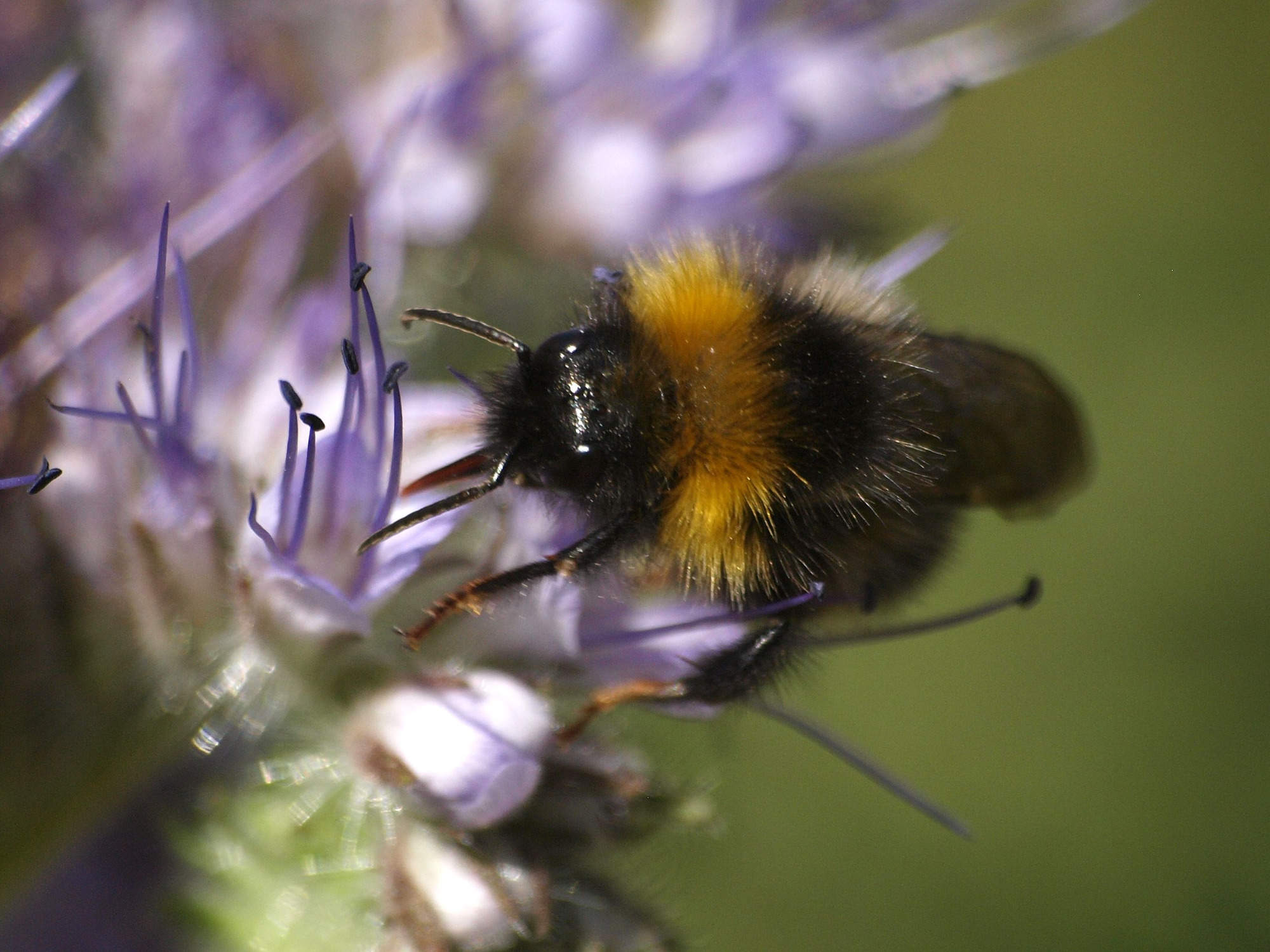 Čmeláci PLUS - Čmelák zemní (Bombus terrestris) - samec (male) - Foto Ála Ungerová 2020