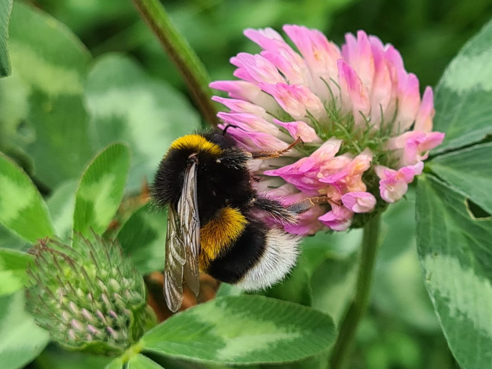 Čmeláci PLUS - Čmelák zemní (Bombus terrestris) - samec (male) - Foto Ondřej Hercog 1 8 2021