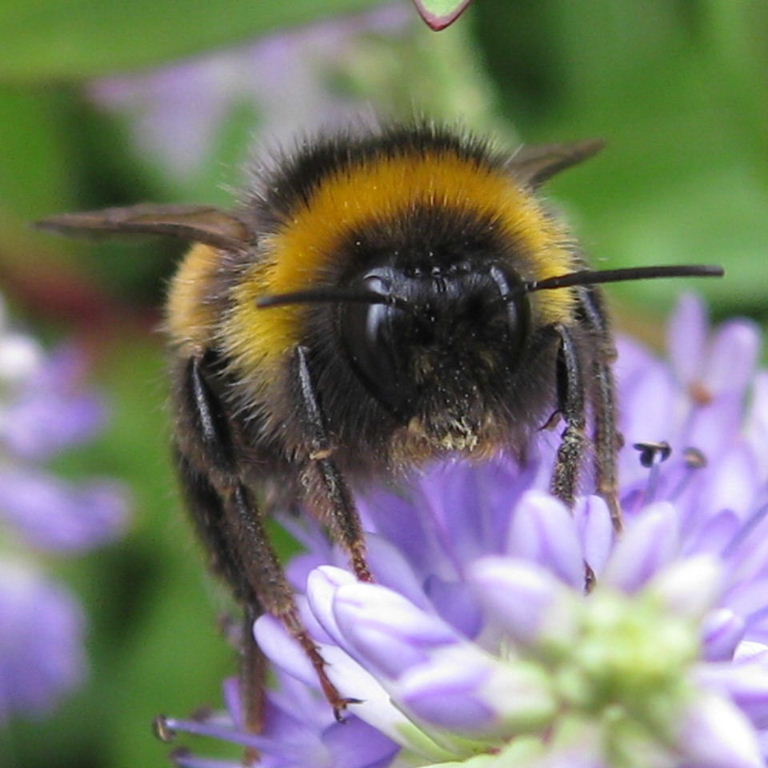 Čmeláci PLUS - Čmelák zemní (Bombus terrestris) - sames (male) - Foto Animal photos