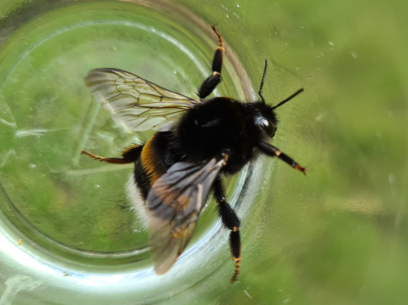 Čmeláci PLUS - Čmelák zemní (Bombus terrestrtis )- matka (queen )- tmavá forma - Foto Ondřej Hercog 2021 07 07