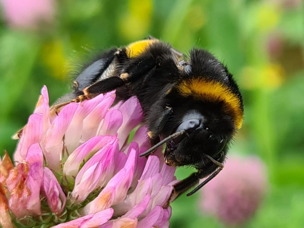 Čmeláci PLUS - Čmelák zemní (Bombus terrestris) - matka (queen) - Foto Ondřej Hercog 2021 08 01