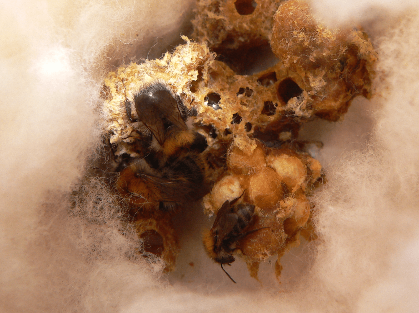 Čmeláci PLUS - Hnízdo čmeláků rolních (Bombus pascuorum) - Foto Jaromír Čížek