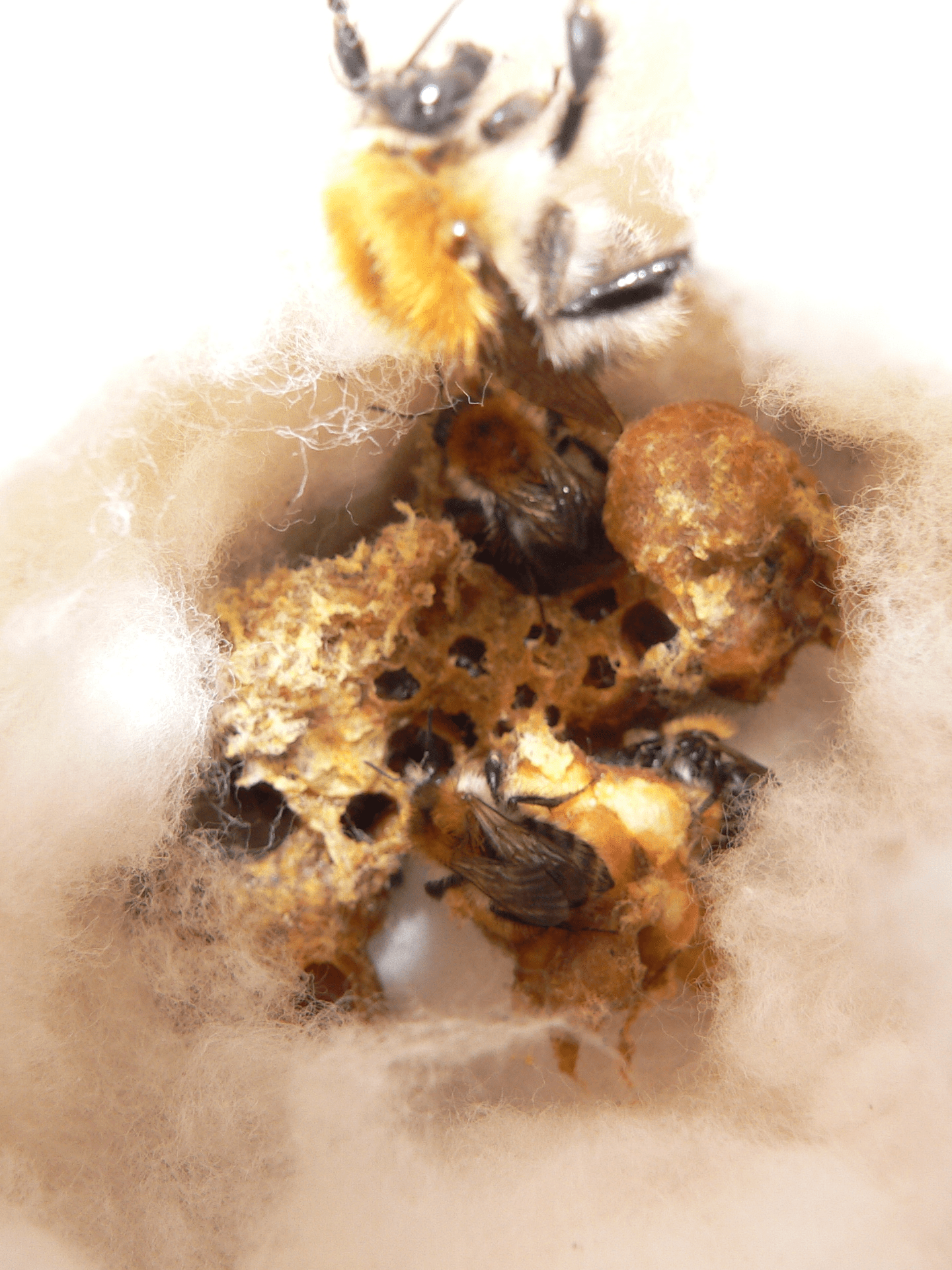 Čmeláci PLUS - Hnízdo čmeláků rolních (Bombus pascuorum) - Foto Jaromír Čížek 2