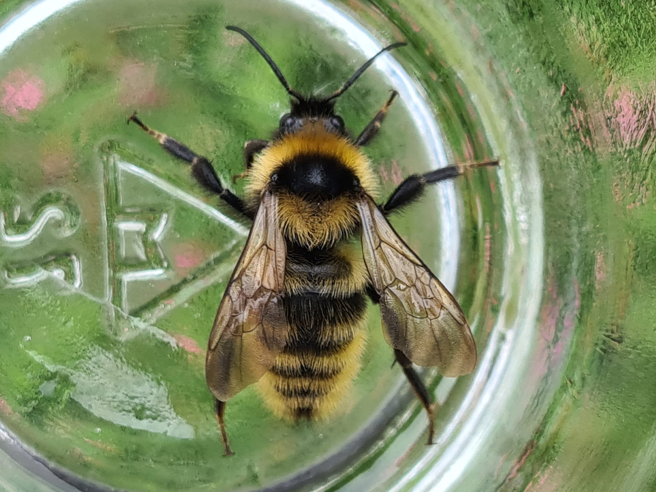 Čmeláci PLUS - Pačmelák ladní (Bombus campestris) - Foto Ondřej Hercog 2021 08 29