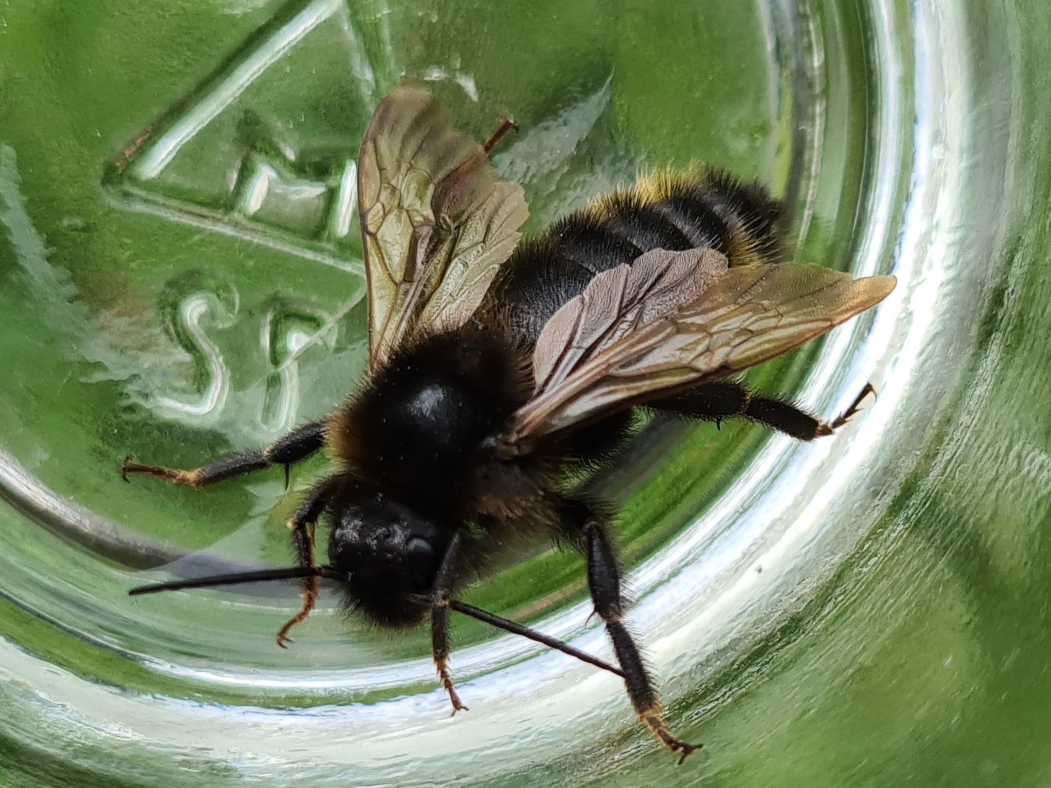 Čmeláci PLUS - Pačmelák ladní (Bombus campestris) - Foto Ondřej Hercog 2021 08 29