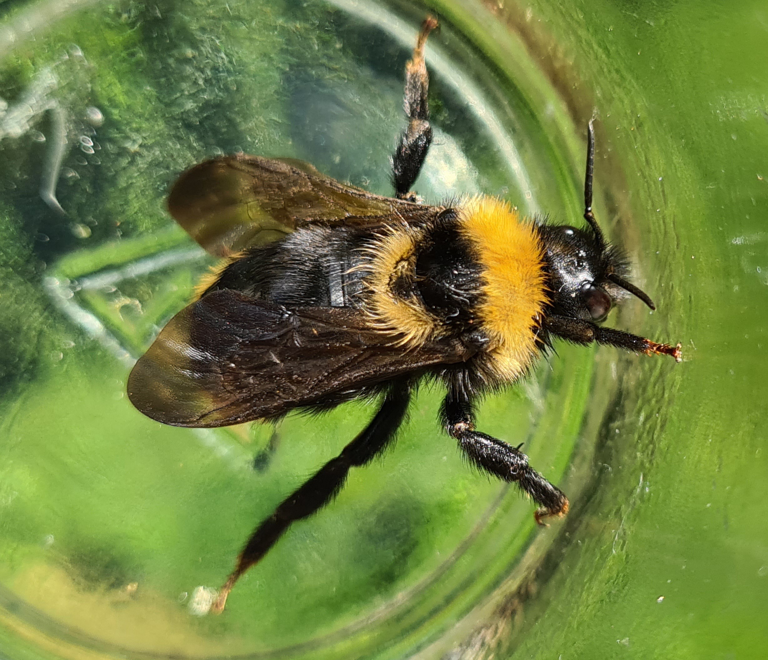 Čmeláci PLUS - Pačmelák ladní  (Bombus capmestris) - matka (queen) Foto Ondřej Hercog 2021 08 06