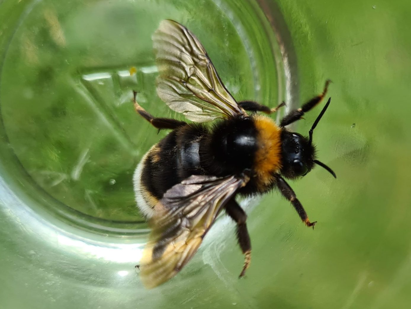 Čmelláci PLUS - Pačmelák panenský (Bombus vestalis) - samice (female) - Foto Ondřej Hercog 27 6 2021