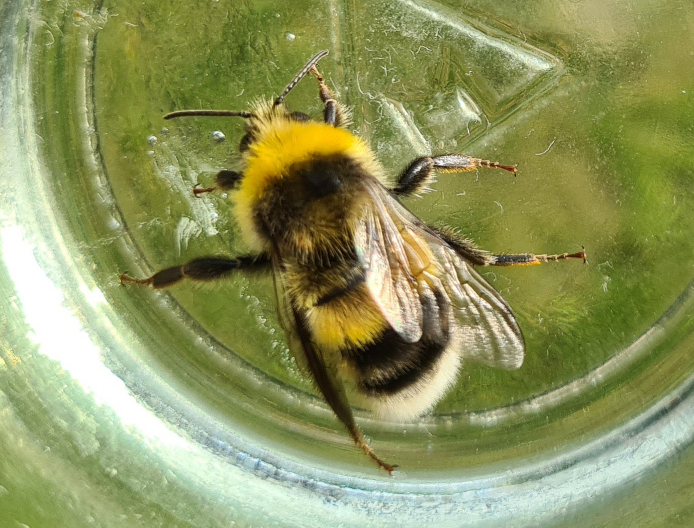 Čmeláci PLUS -Čmelák hájový (Bombus lucorum) - samec (male) - Foto Ondřej Hercog 15 7 2021