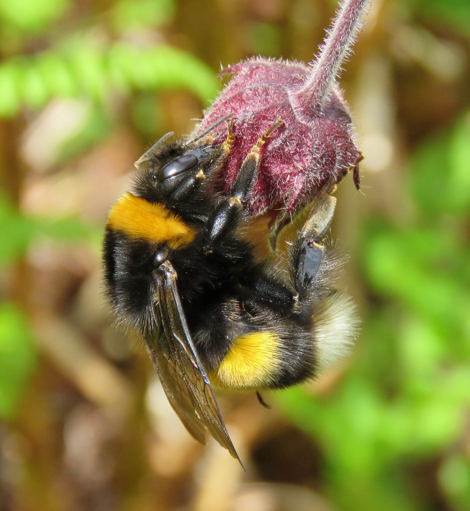 Čmeláci PLUS - čmelák podvojný (Bombus cryparum) - matka (queen) - Foto Malham Tarm