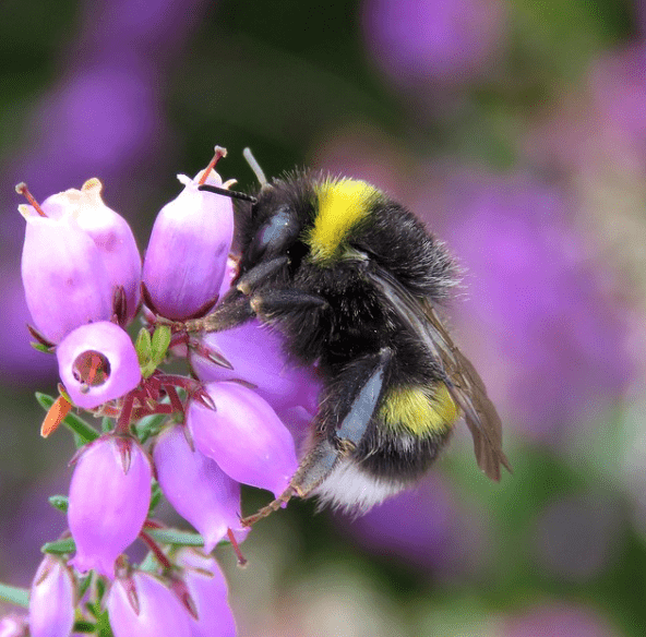 Čmeláci PLUS - čmelák podvojný (Bombus cryptarum) - dělnice (worker) - Foto Steven Falk 2019