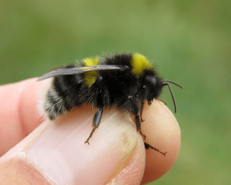 Čmeláci PLUS - čmelák podvojný (Bombus cryptarum) - samec (male) - Foto Steven Falk 2019