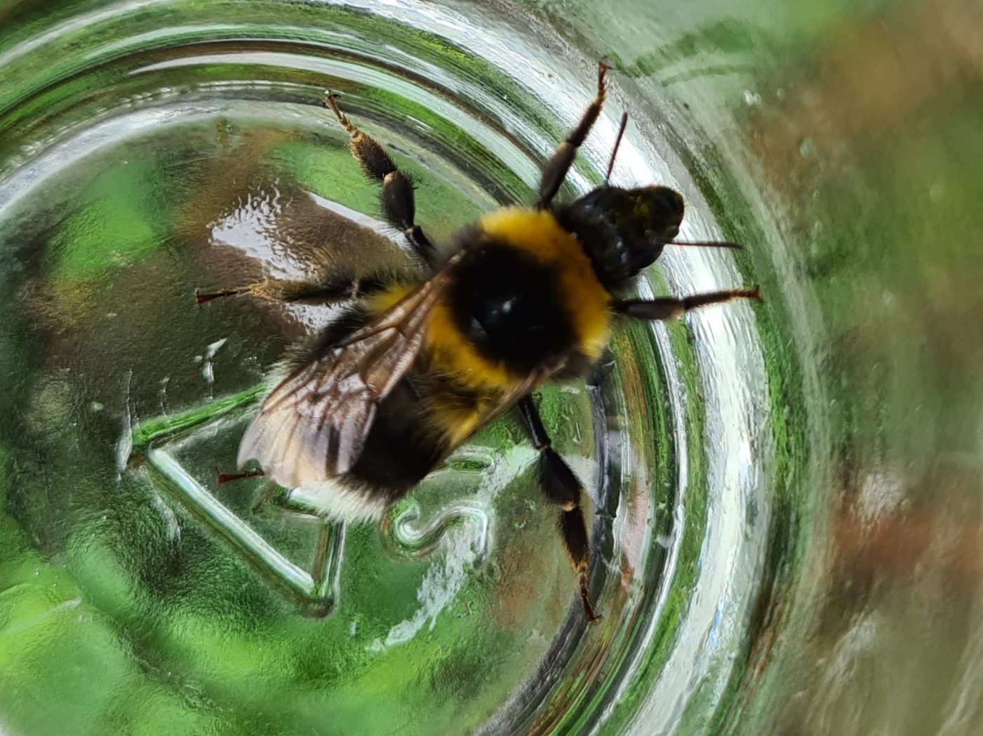 Čmeláci PLUS - Čmelák zahradní (Bombus hortorum) - dělnice (worker) - Foto Ondřej Hercog 29 8 2021