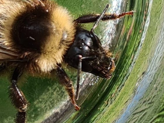 Čmeláci PLUS - Čmelák zahradní (Bombus hortorum) - dělnice (worker) - Foto Ondřej Hercog 29 8 2021