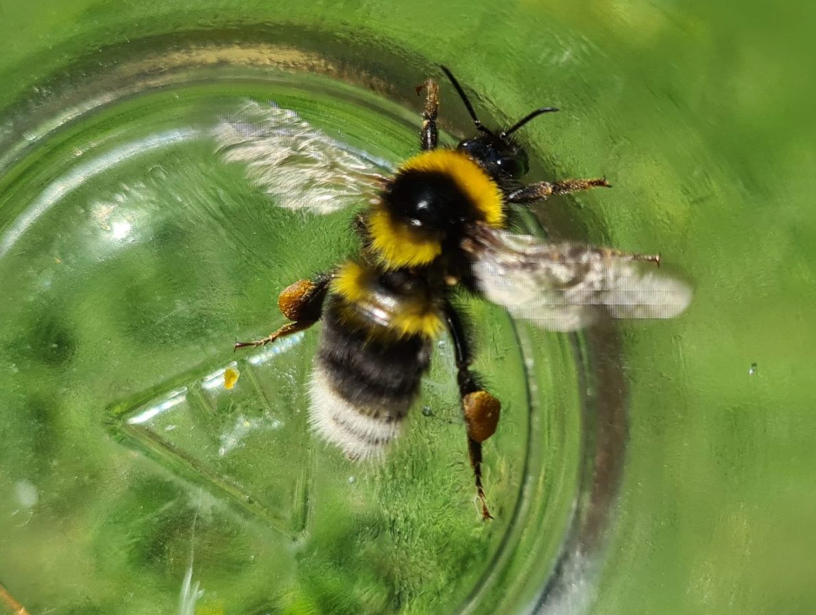 Čmeláci PLUS - Čmelák zahradní (Bombus hortorum) - matka (queen) - Foto Ondřej Hercog 27 6 2021