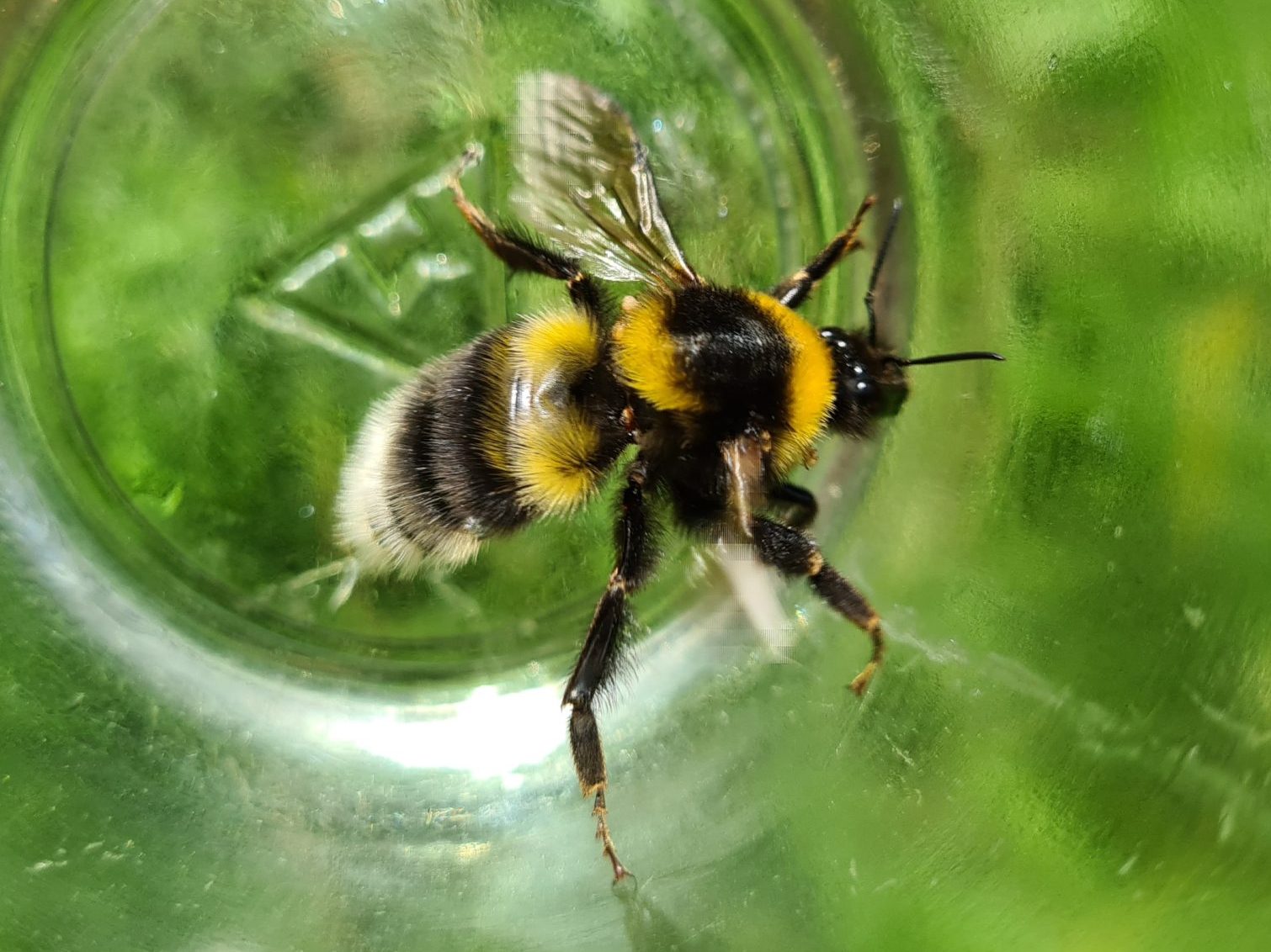 Čmeláci PLUS - Čmelák zahradní (Bombus hortorum )- samec - male - Foto Ondřej Hercog 18 7 2021