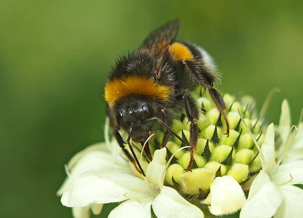 Čmeláci PLUS - čmelák zemní (Bombus terrestris) - dělnice (worker) - Foto Hana Kříženecká