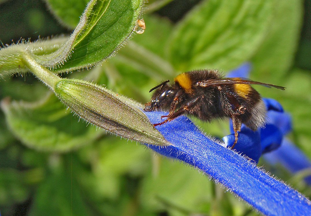 Čmeláci PLUS - čmelák zemní (Bombus terrestris) - dělnice (worker) - Foto Hana Kříženecká (3)