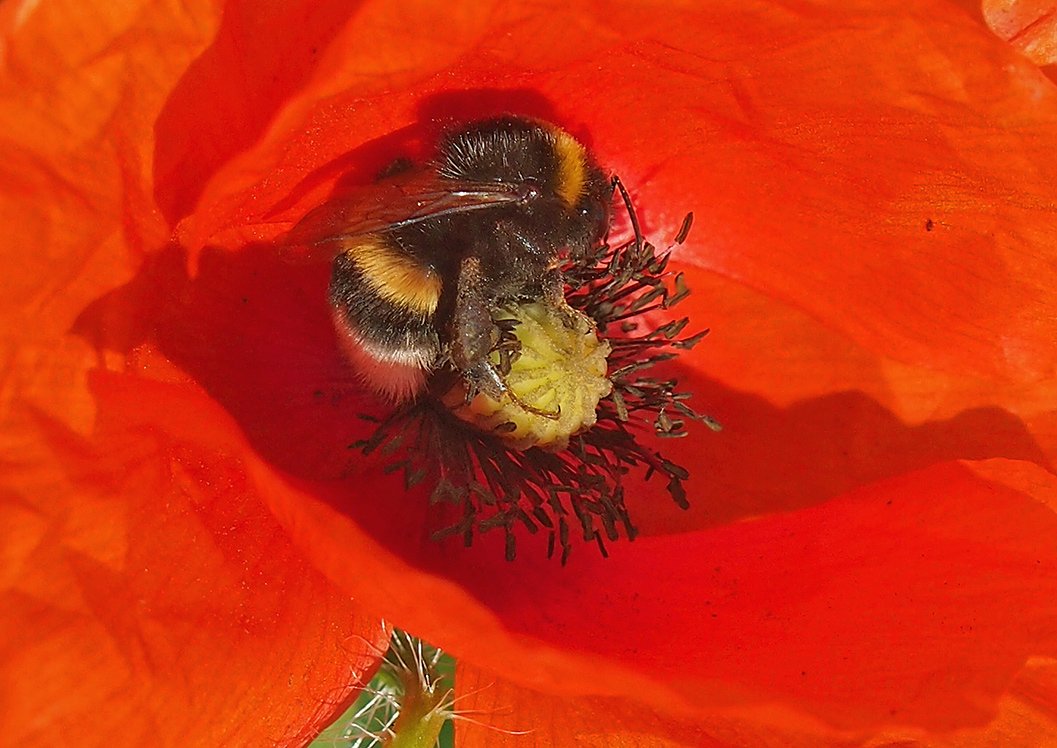 Čmeláci PLUS - čmelák zemní (Bombus terrestris) - dělnice (worker) - Foto Hana Kříženecká