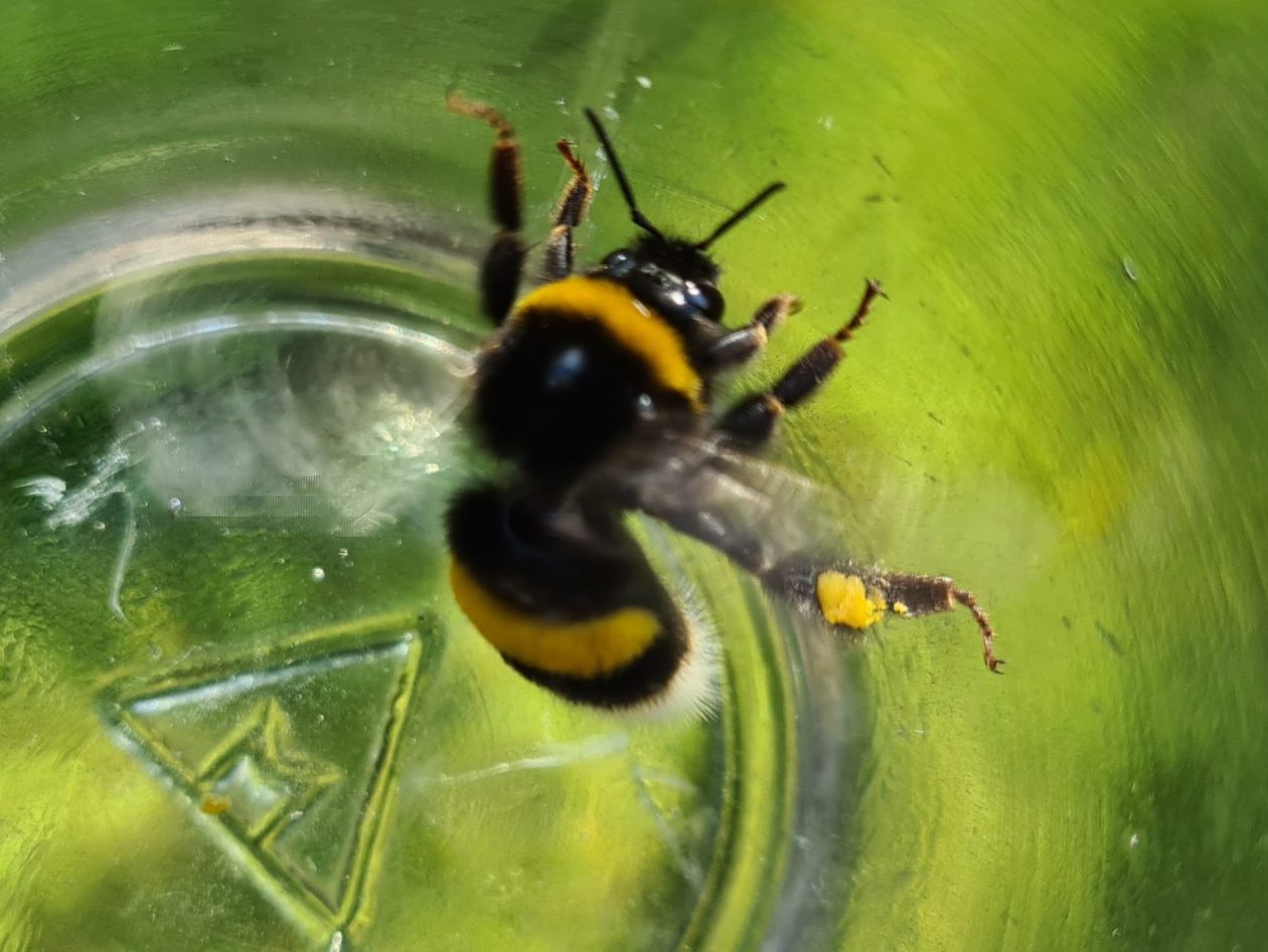 Ćmeláci PLUS - Čmelák zemní (Bombus terrestris) - dělnice (worker) - Foto Ondřej Hercog 03 07 2021 (3)