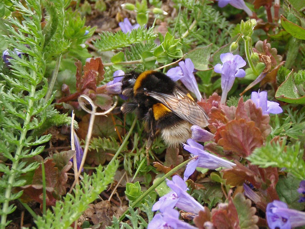 Čmeláci PLUS - čmelák zemní (Bombus terrestris) - matka (queen) - Foto Hana Kříženecká