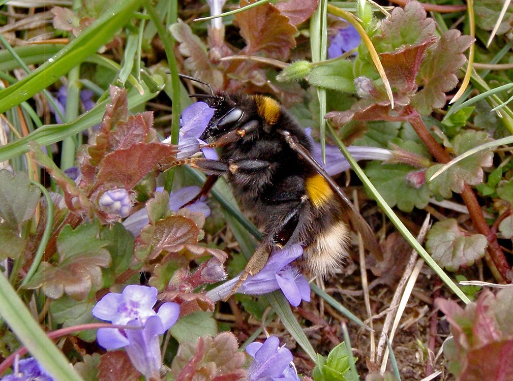 Čmeláci PLUS - čmelák zemní (Bombus terrestris) - matka (queen) - Foto Hana Kříženecká