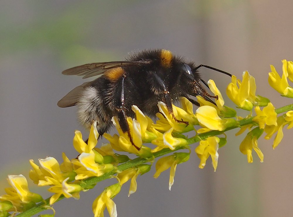 Čmeláci PLUS - čmelák zemní (Bombus terrestris) - samec (male) - Foto Hana Kříženecká