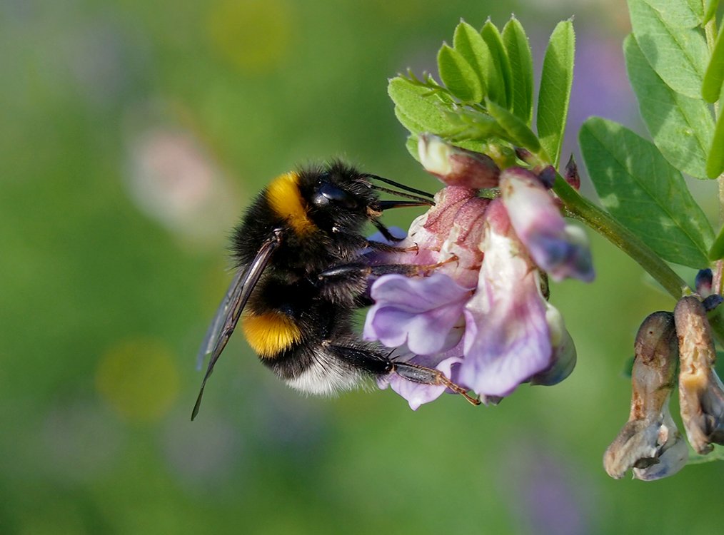 Čmeláci PLUS - čmelák zemní (Bombus terrestris) - samec (male) - Foto Hana Kříženecká