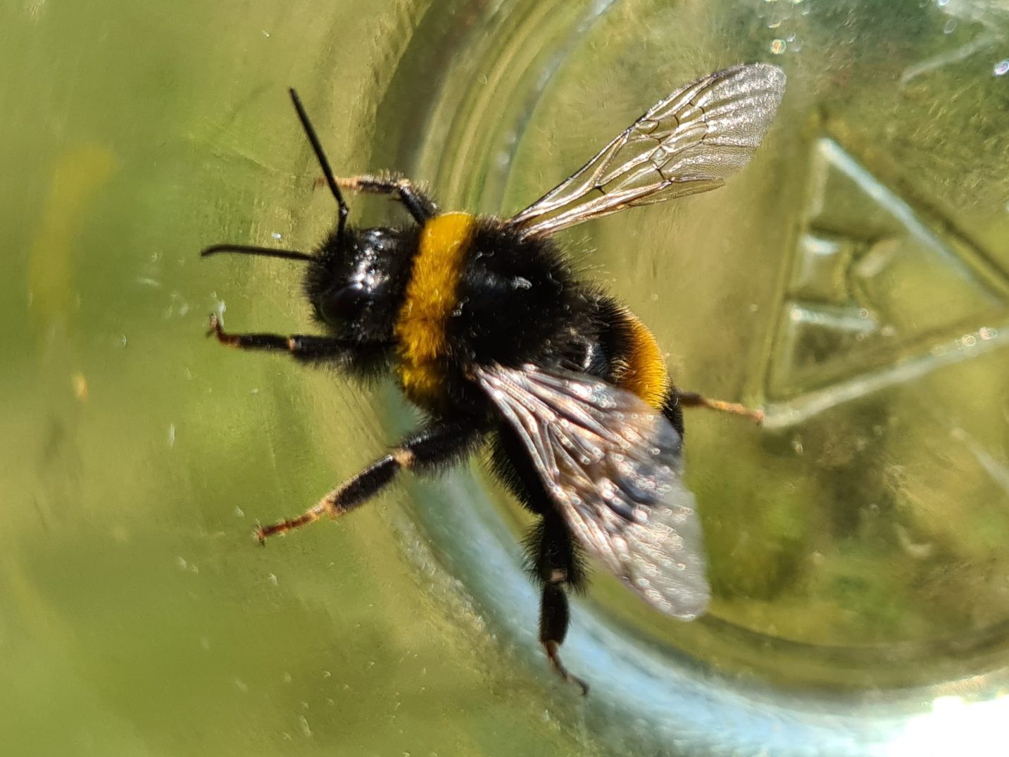 Ćmeláci PLUS - Čmelák zemní (Bombus terrestris) - samec (male) - Foto Ondřej Hercog 24 07 2021