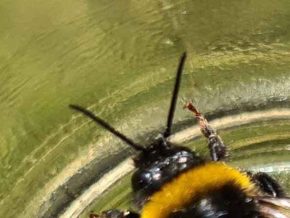 Ćmeláci PLUS - Čmelák zemní (Bombus terrestris) - samec (male) - Foto Ondřej Hercog 24 07 2021