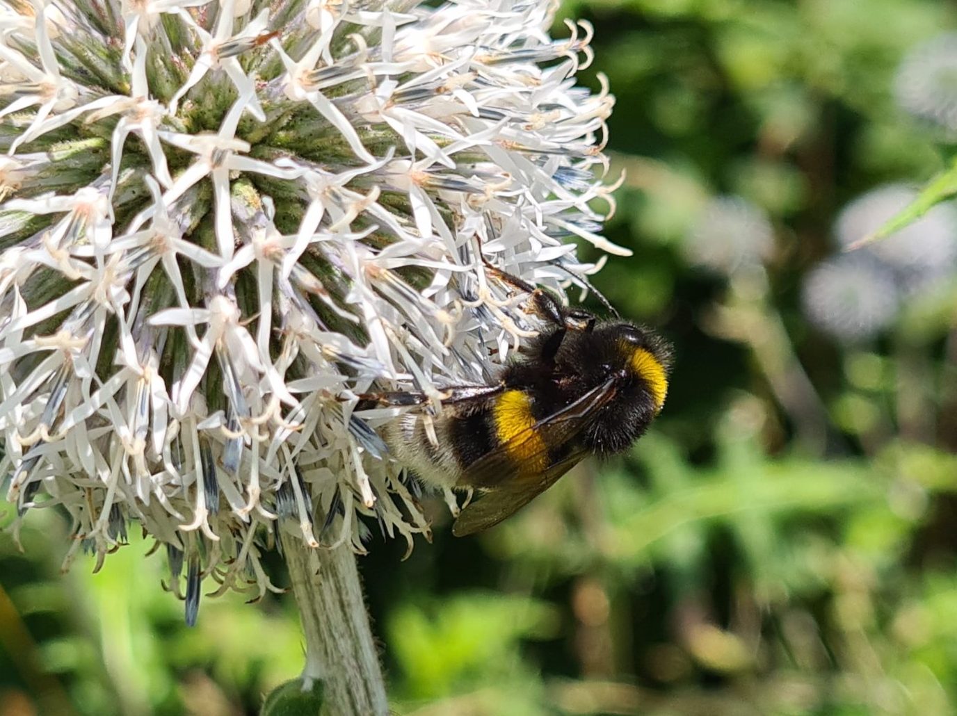 Ćmeláci PLUS - Čmelák zemní (Bombus terrestris) - samec (male) - Foto Ondřej Hercog 25 07 2021