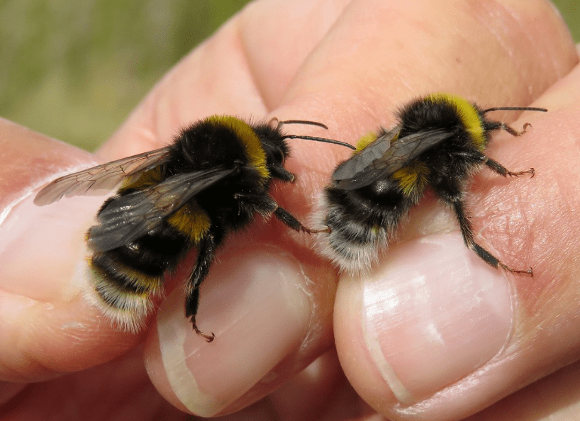 Čmeláci PLUS - čmelák zemní a podvojný (Bombus terrestris and cryptarum) - samec (male) - Foto Steven Falk 2019