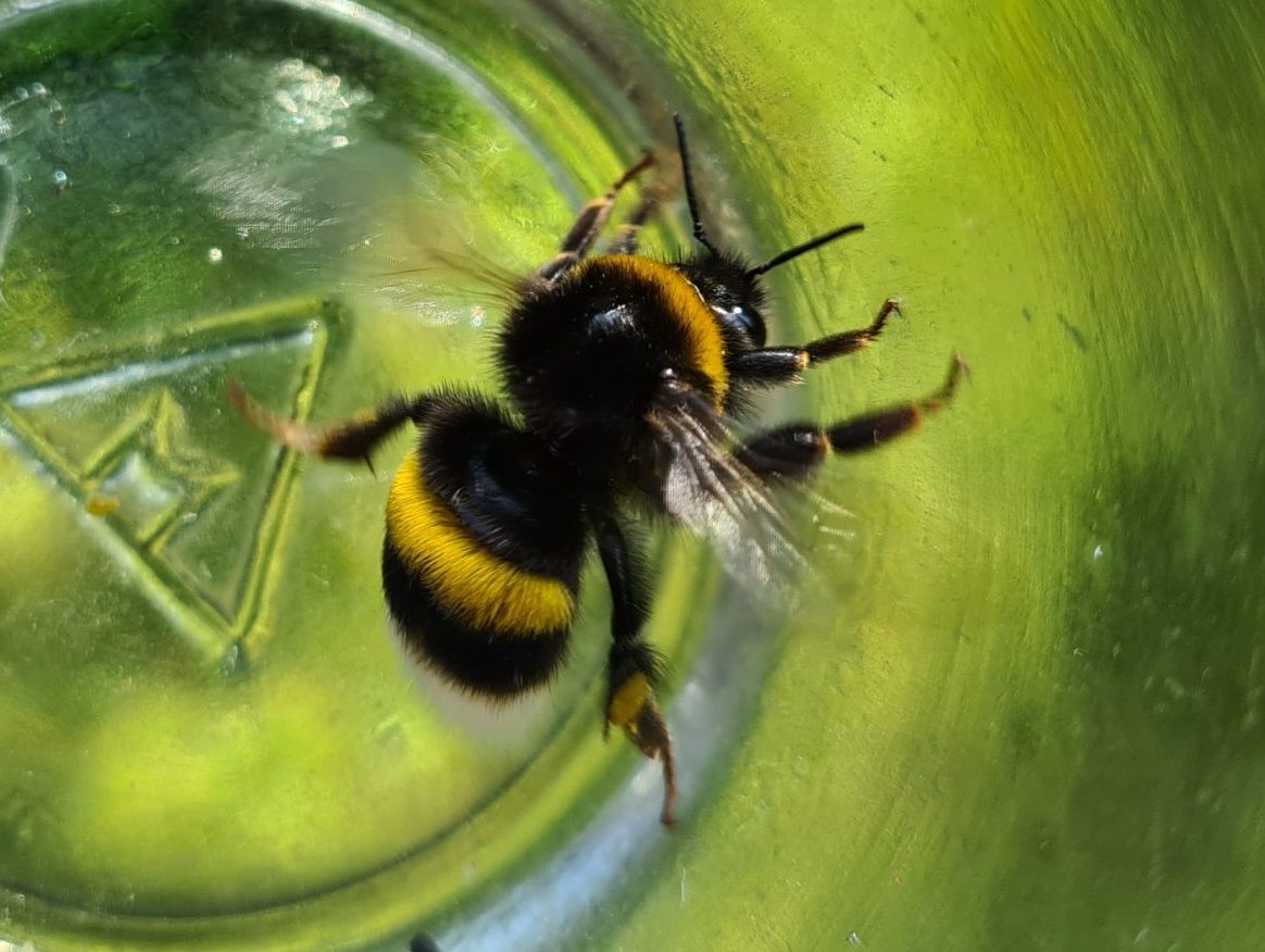 Ćmeláci PLUS - Čmelák zemní (Bombus terrestris) - dělnice (worker) - Foto Ondřej Hercog 03 07 2021 (2)