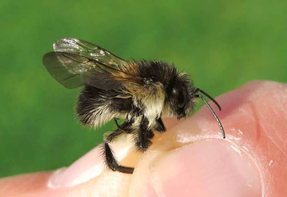 Čmeláci PLUS - Čmelák rolní (Bombus pascuorum) - samec (male) Foto Steven Falk