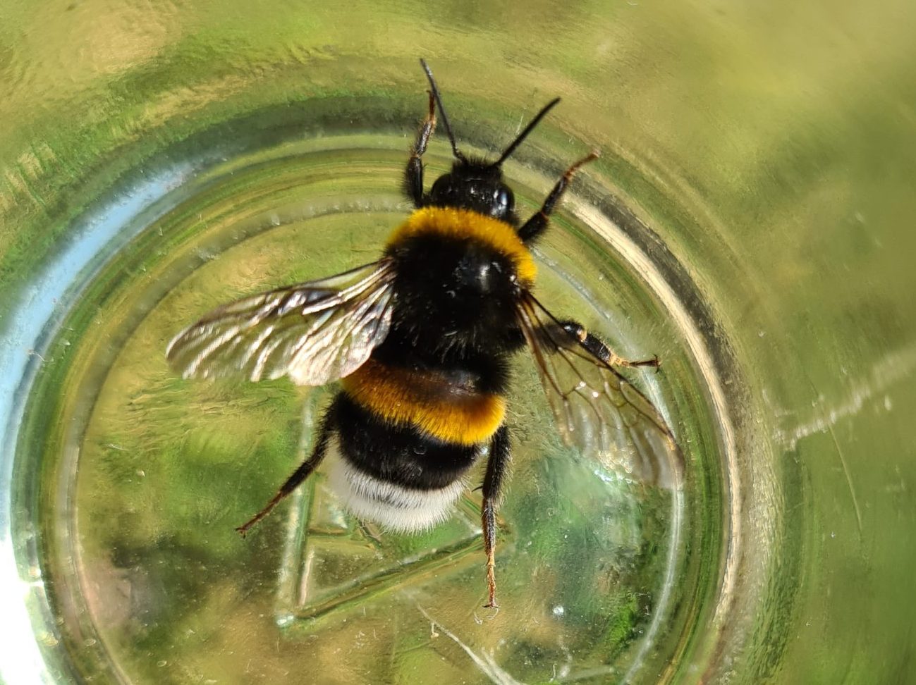 Čmeláci PLUS - Čmelák zemní (Bombus terrestris) - samec (male) - Foto Ondřej Hercog 2021 07 24