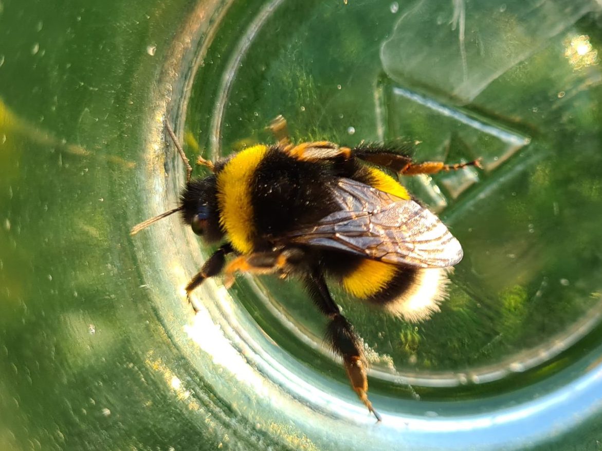 Čmeláci PLUS - Čmelák hájový (Bombus lucorum) - matka (queen) - Foto Ondřej Hercog 16 06 2021 (1)