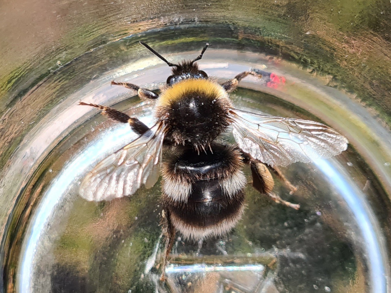 Čmeláci PLUS - Čmelák hájový (Bombus lucorum)- dělnice (worker) Foto: O. Hercog 5/9/2021