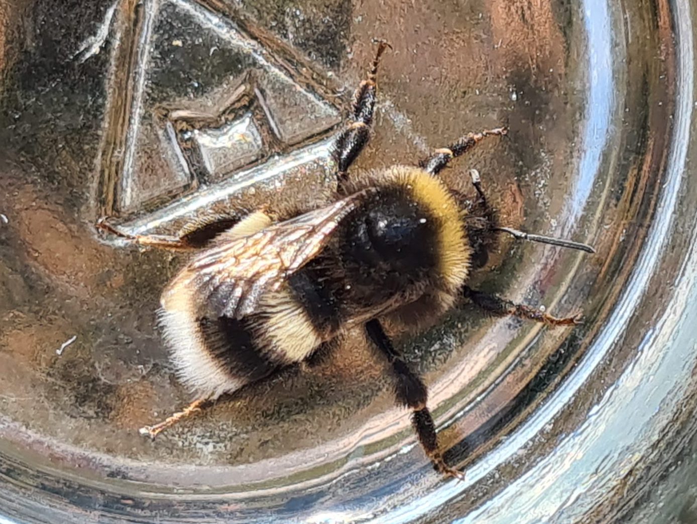 Čmeláci PLUS - Čmelák hájový (Bombus lucorum)- dělnice (worker) Foto: O. Hercog 5/9/2021