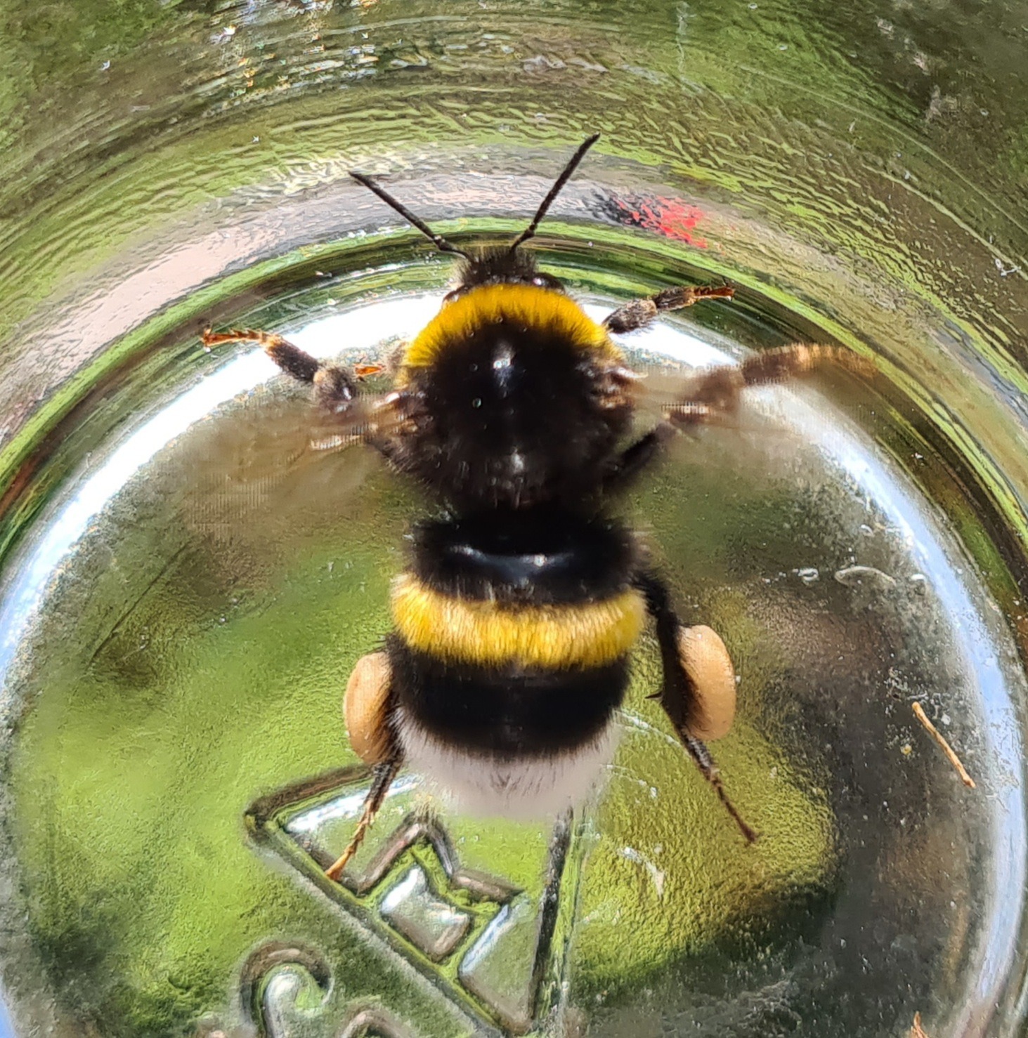 Čmeláci PLUS - Čmelák hájový (Bombus lucorum)- dělnice (worker) - Foto Ondřej Hercog 05 09 2021