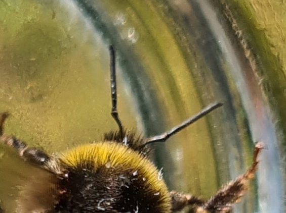 Čmeláci PLUS - Ćmelák hájový (Bombus lucorum) - dělnice (worker) - tykadla (antena) - Foto Ondřej Hercog 05 09 2021