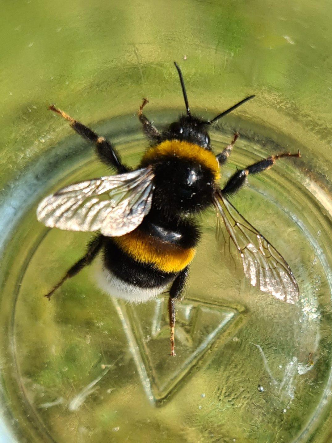 Čmeláci PLUS - Čmelák hájový (Bombus lucorum)- dělnice (worker) - Foto Ondřej Hercog 24 07 2021