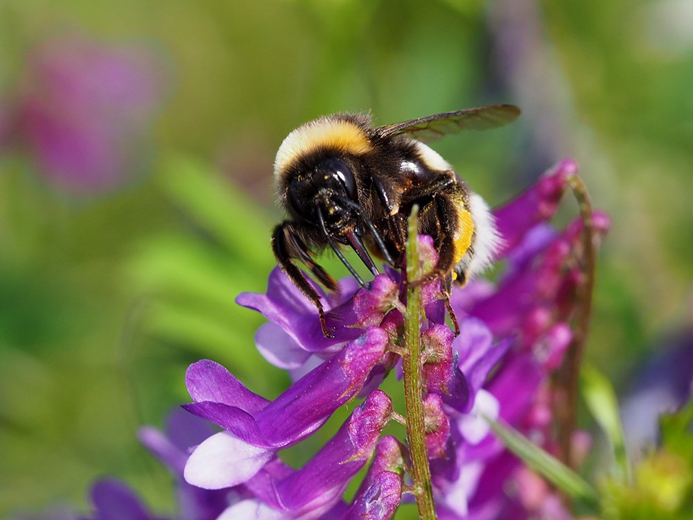 Čmeláci PLUS - Čmelák hájový (Bombus lucorum) - dělnice (worker)- Foto Hana Kříženecká