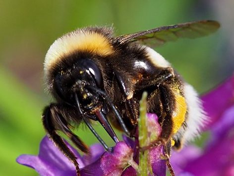 Čmeláci PLUS - Ćmelák hájový (Bombus lucorum) - děnice (worker) - jazyk (tongue) - Foto Hana Kříženecká