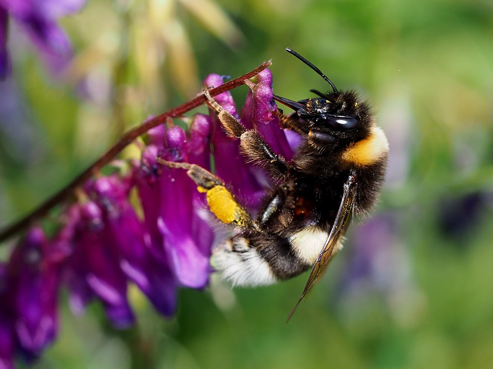 Čmeláci PLUS - Čmelák hájový (Bombus lucorum) - dělnice (worker)- Foto Hana Kříženecká