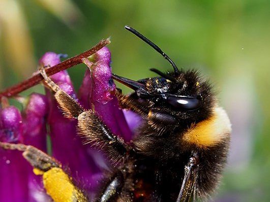 Čmeláci PLUS - Čmelák hájový (Bombus lucorum) - děnice (worker) - jazyk (tongue)- Foto Hana Kříženecká (3)