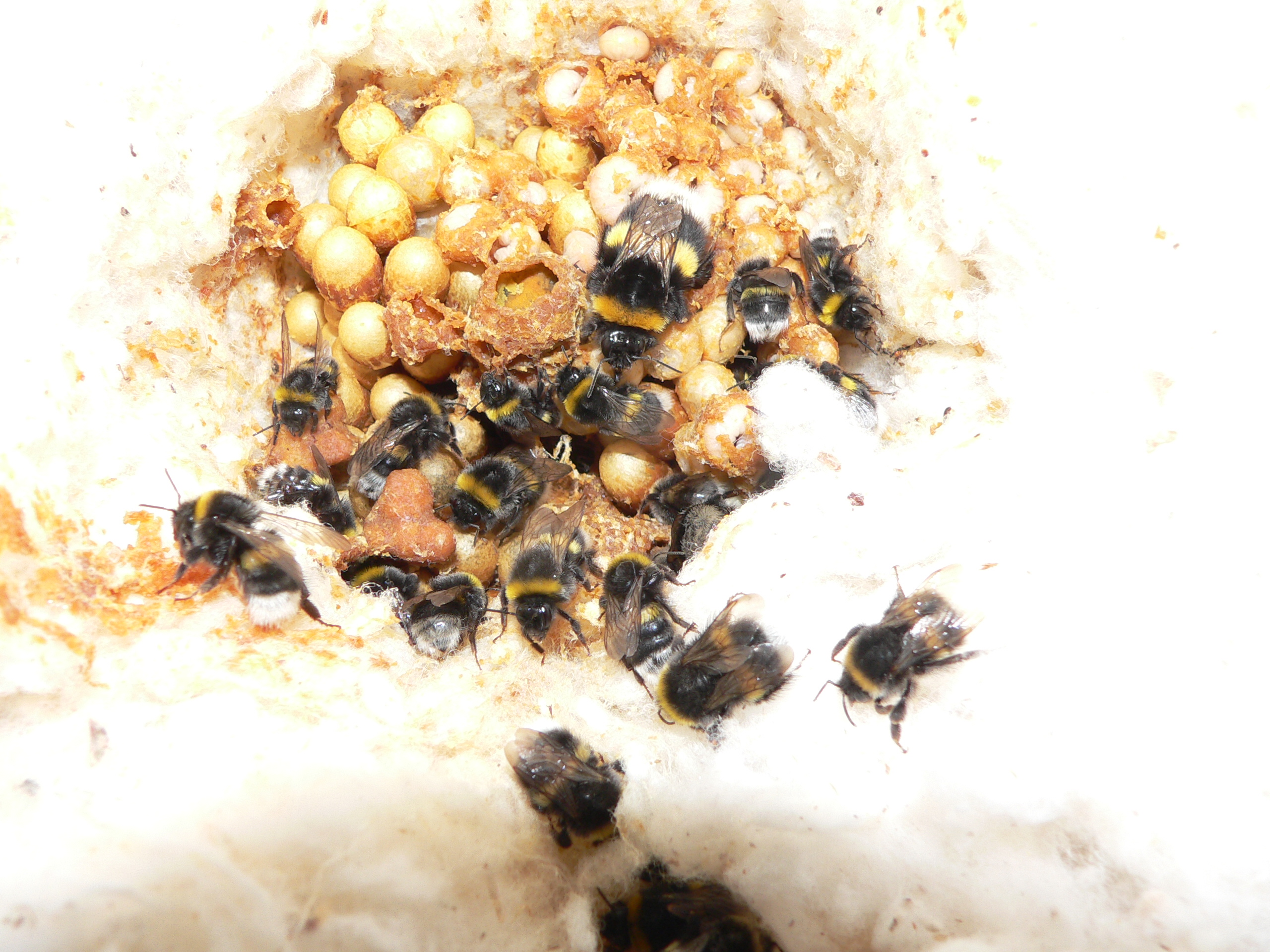 Čmeláci PLUS - Čmelák hájový (Bombus lucorum) - hnízdo (nest) - Foto Jaromír Čížek