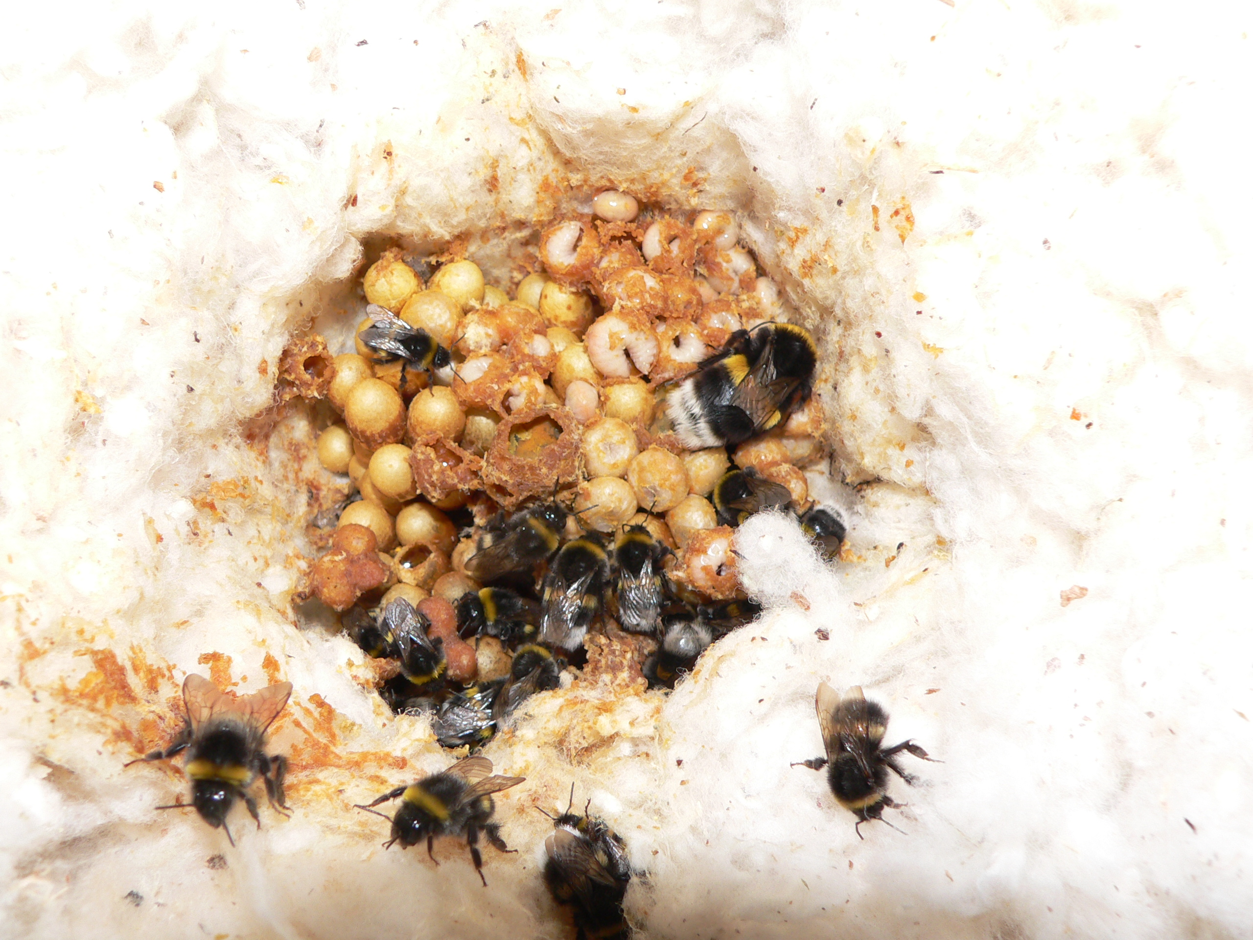 Čmeláci PLUS - Čmelák hájový (Bombus lucorum) - hnízdo (nest) - Foto Jaromír Čížek