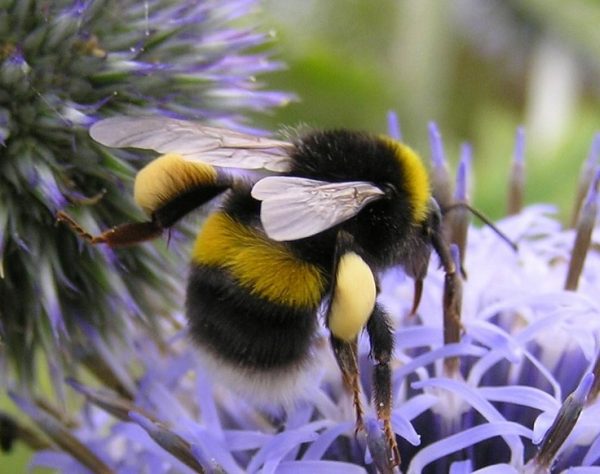Čmeláci PLUS - Čmelák hájový  (Bombus lucorum) - matka (queen) - Foto Bumblebee Conservation Trust