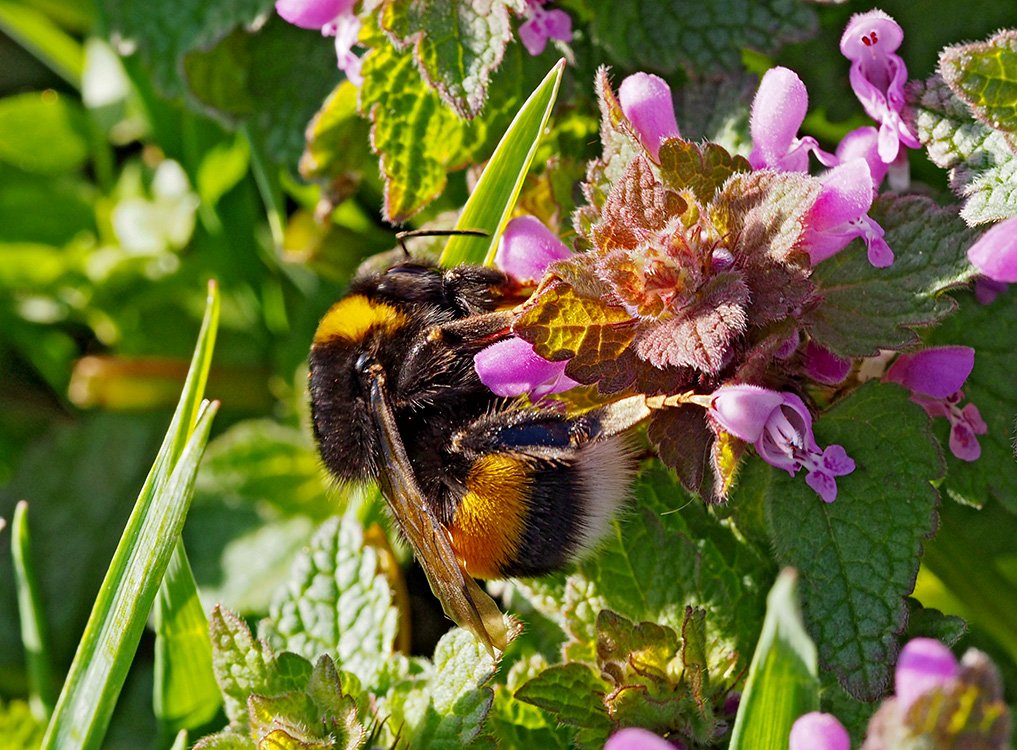 Čmeláci PLUS - Čmelák hájový - Bombus lucorum - matka - queen - Foto Hana Kříženecká (2)