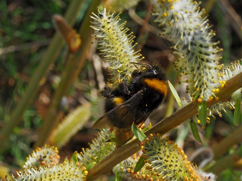 Čmeláci PLUS - Čmelák hájový (Bombus lucorum) - matka (queen)- Foto Hana Kříženecká